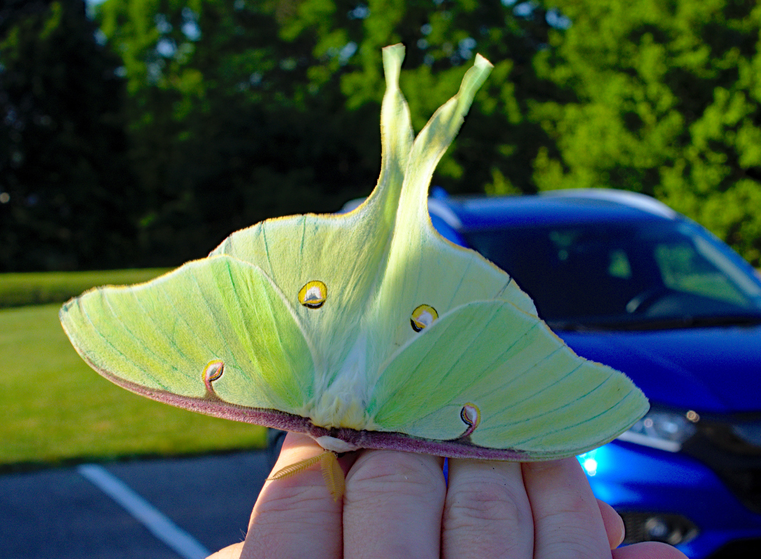 About time I found one of these_20200622.jpg